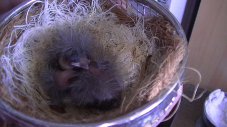 4 dagen oei is dat schrikken 